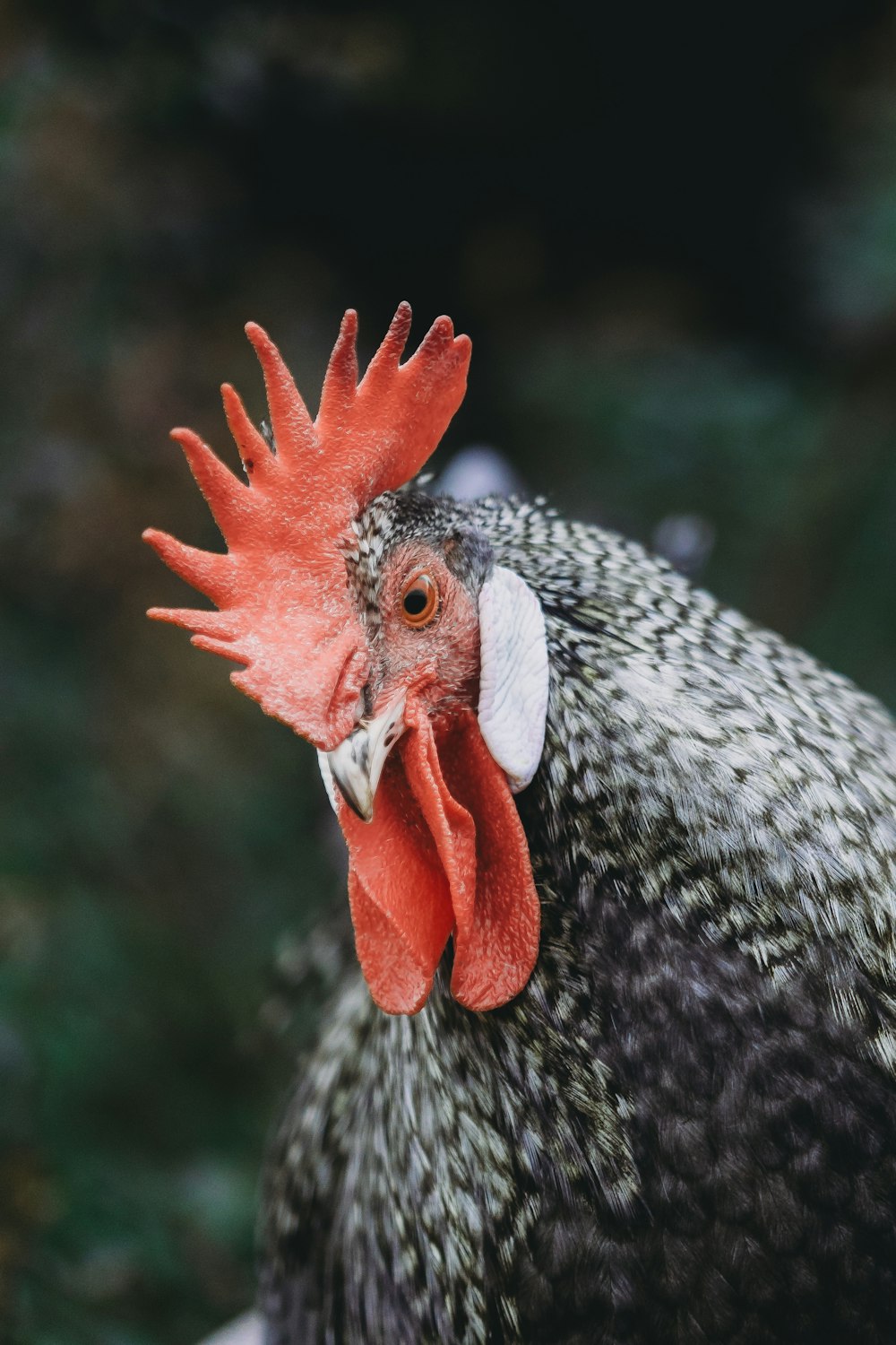 a black and white chicken with a red comb