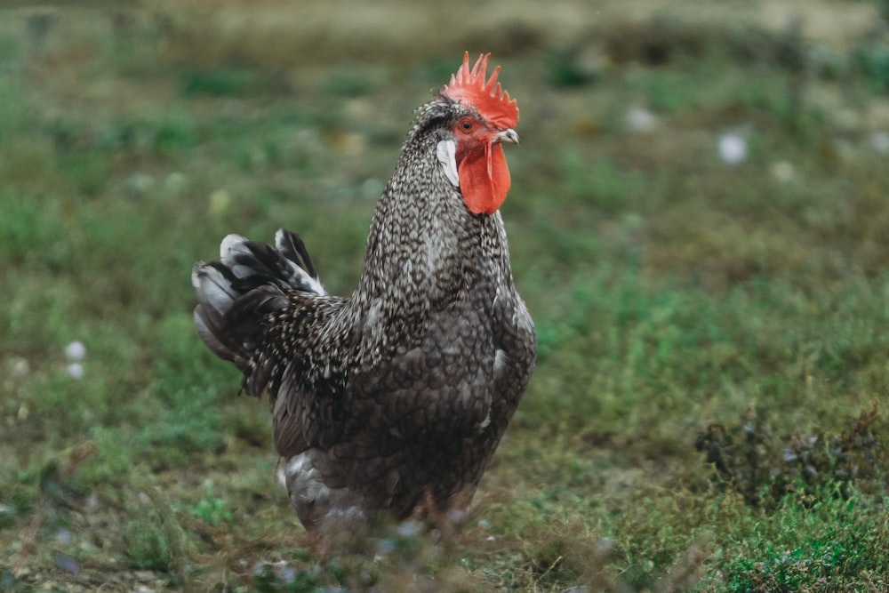 a chicken with a red comb standing in a field