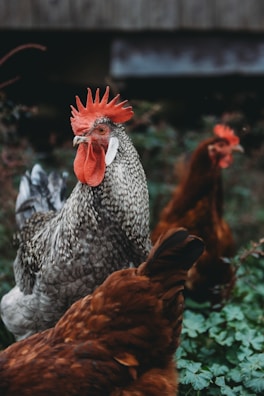 A group of chickens, with a prominent gray and white rooster featuring a bright red comb and wattle. The background is a blurred green and brown natural setting, likely a farm or garden.