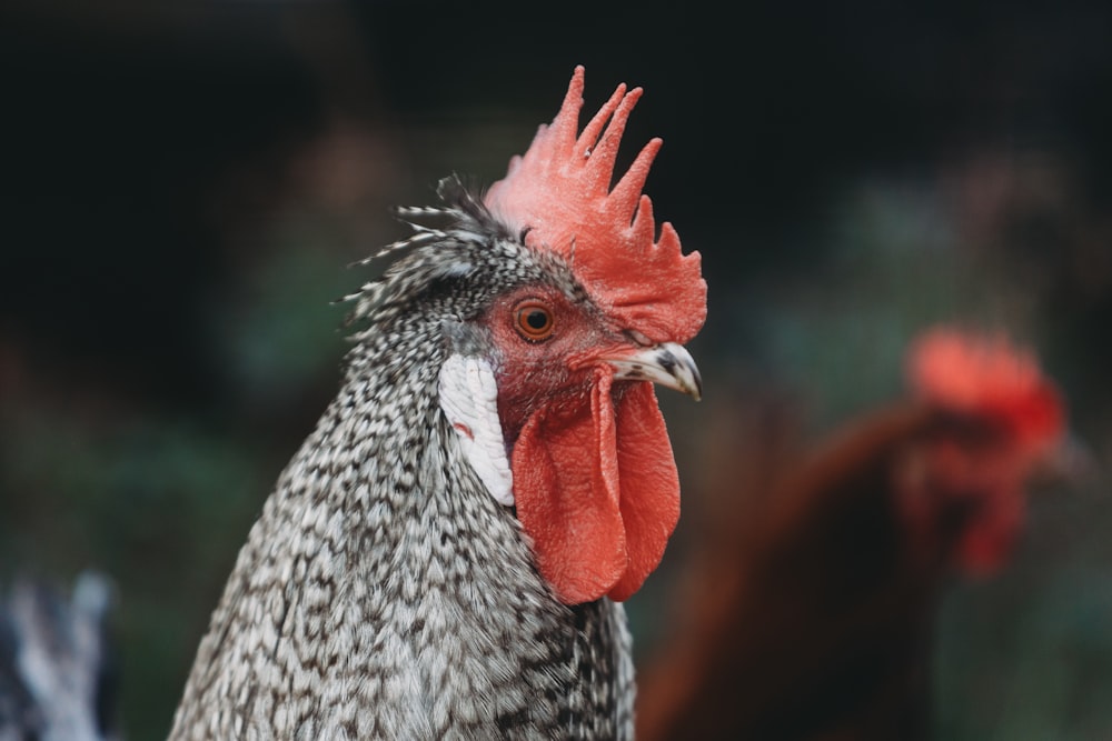 a close up of a rooster with a red comb