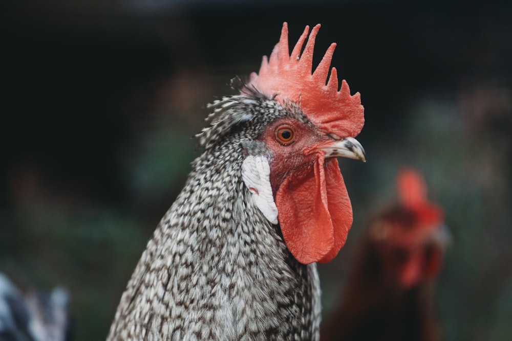 a close up of a rooster with a red comb