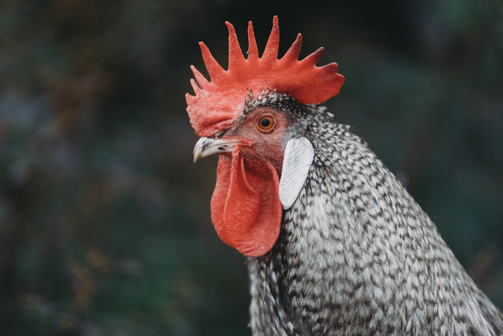 a close up of a rooster with a red comb