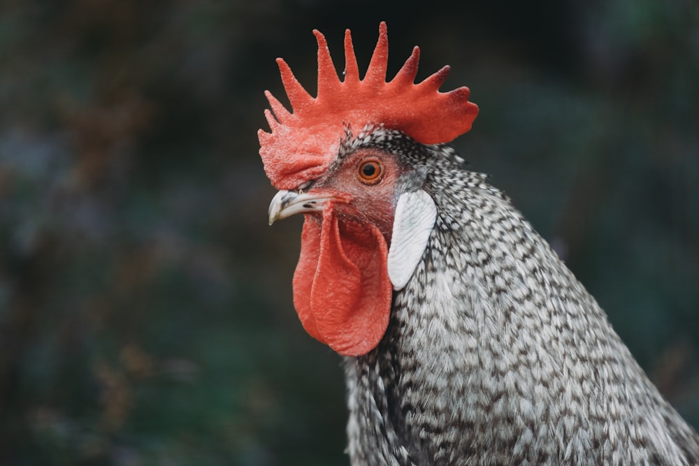 Un primer plano de un gallo con una peineta roja
