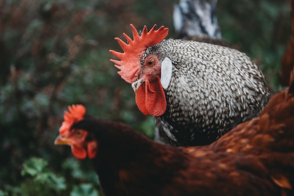 a couple of chickens standing next to each other