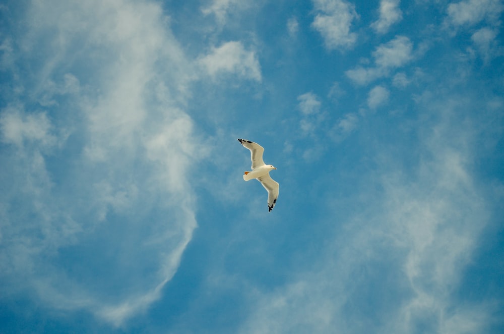 a seagull flying through a cloudy blue sky