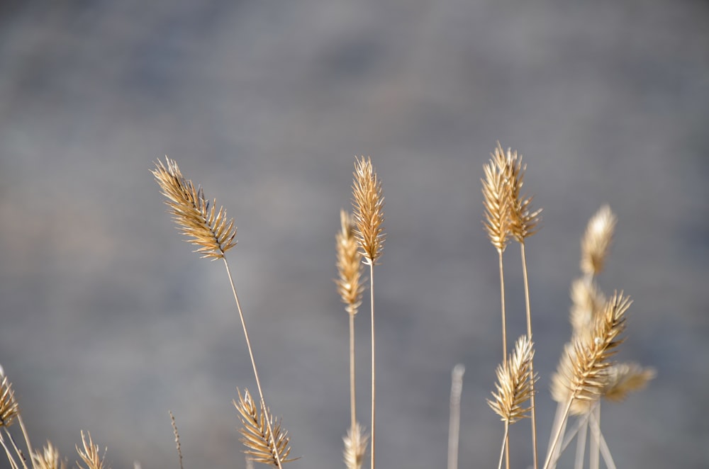 a close up of a bunch of grass with clouds in the background