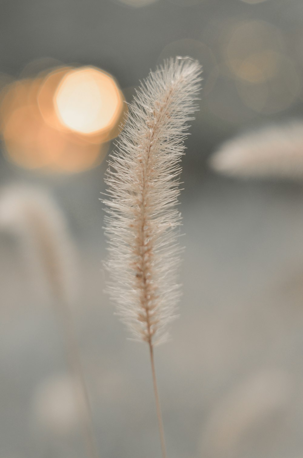 a close up of a plant with a blurry background