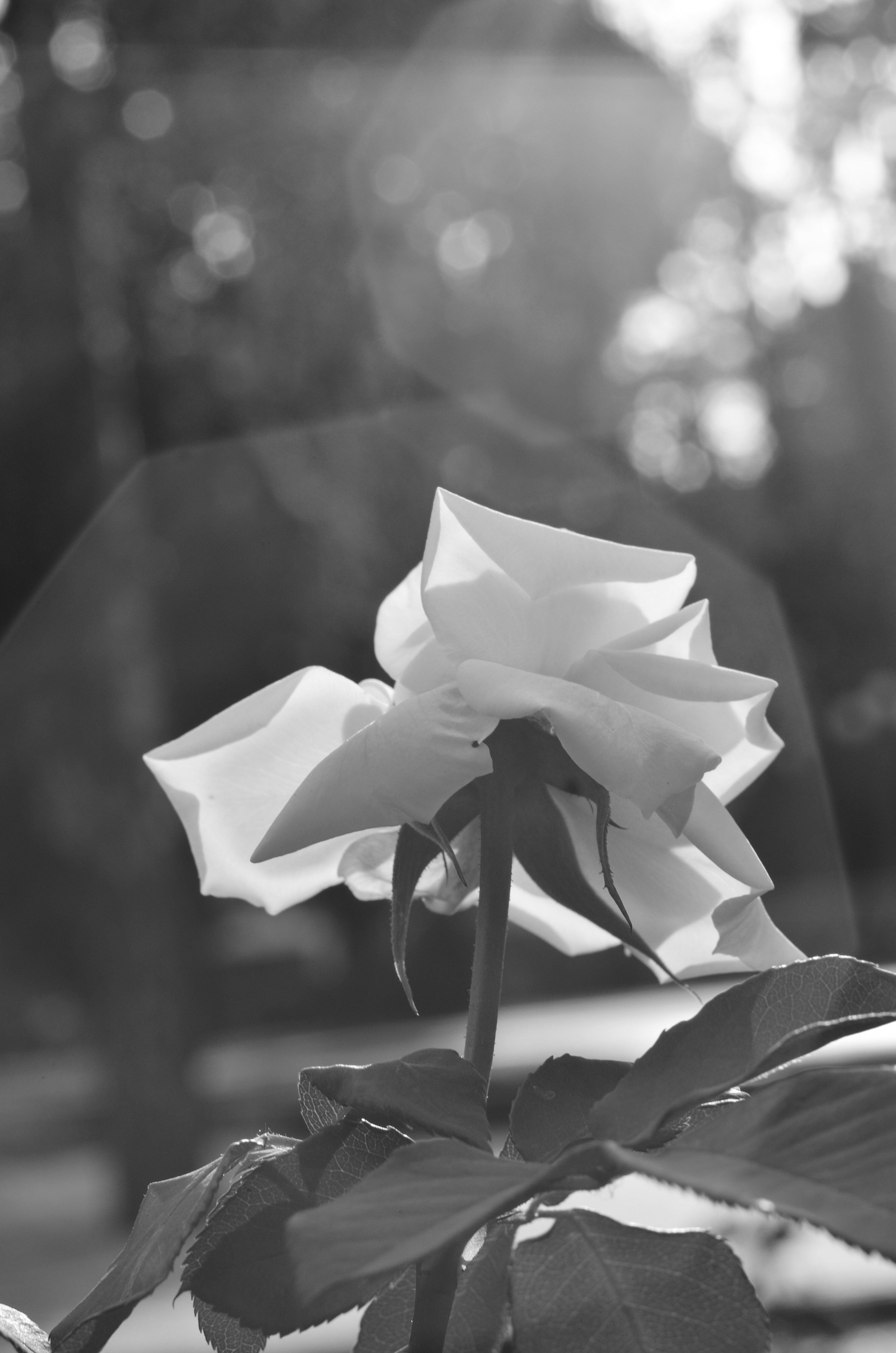 a black and white photo of a white rose