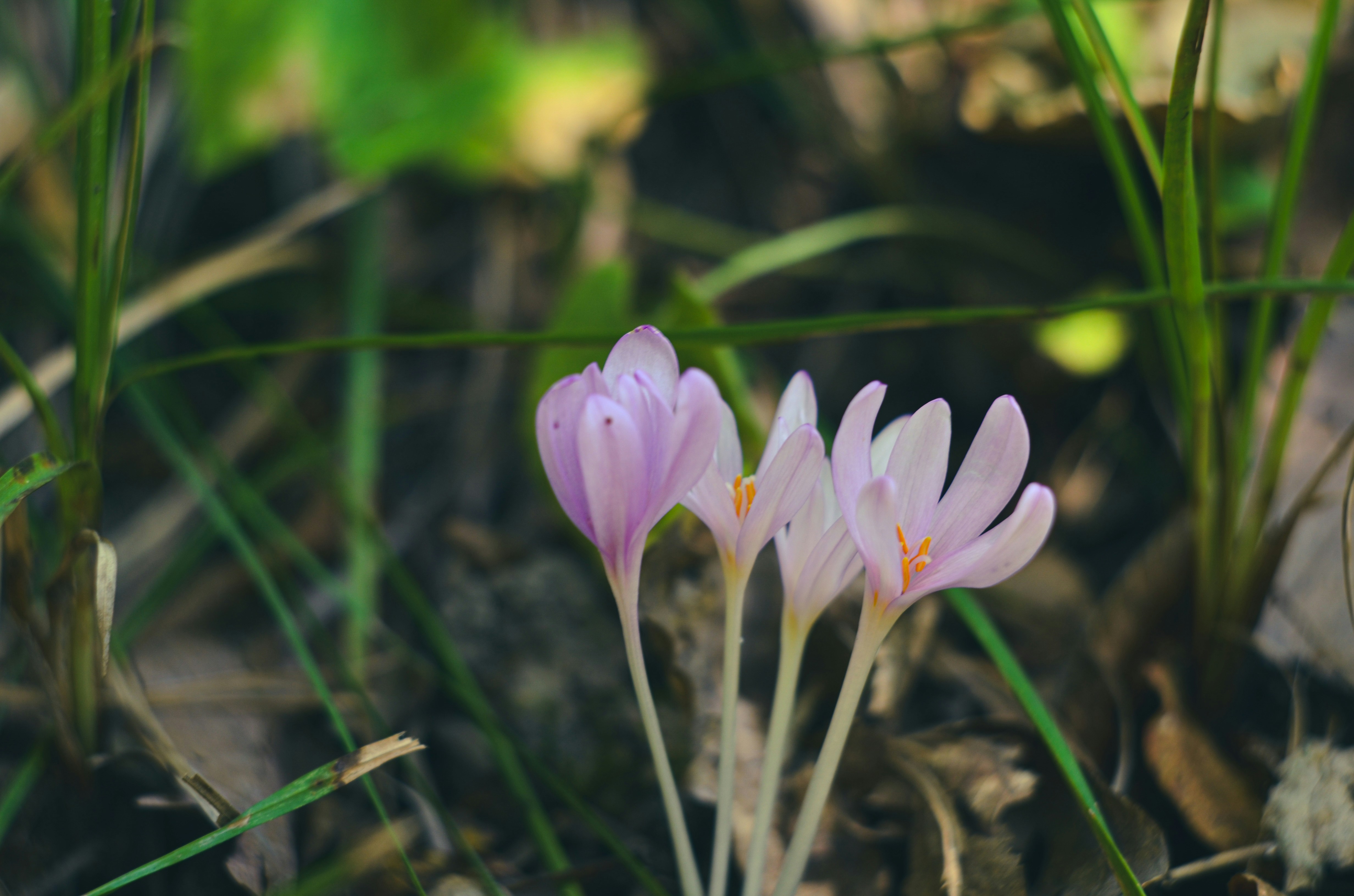 a couple of flowers that are in the grass