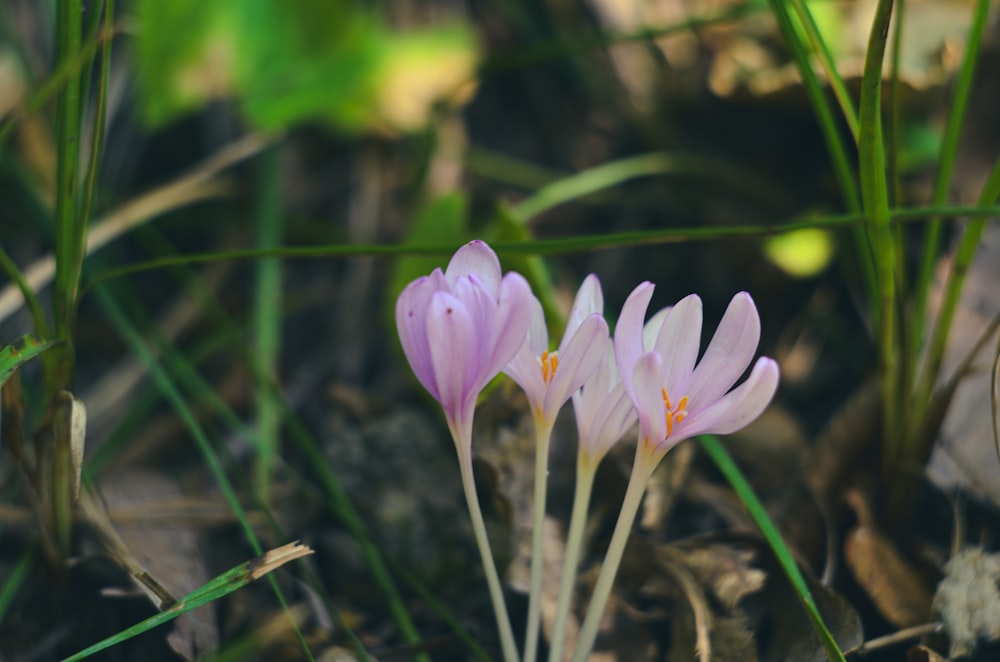 a couple of flowers that are in the grass