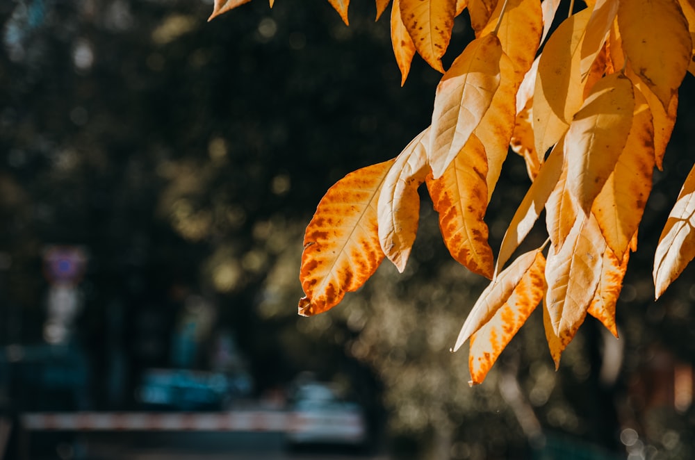 a tree with yellow leaves hanging from it's branches