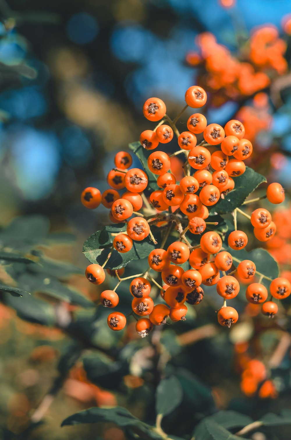 a bunch of orange berries hanging from a tree