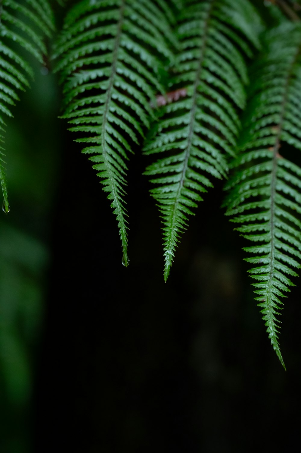 a close up of a green plant with lots of leaves