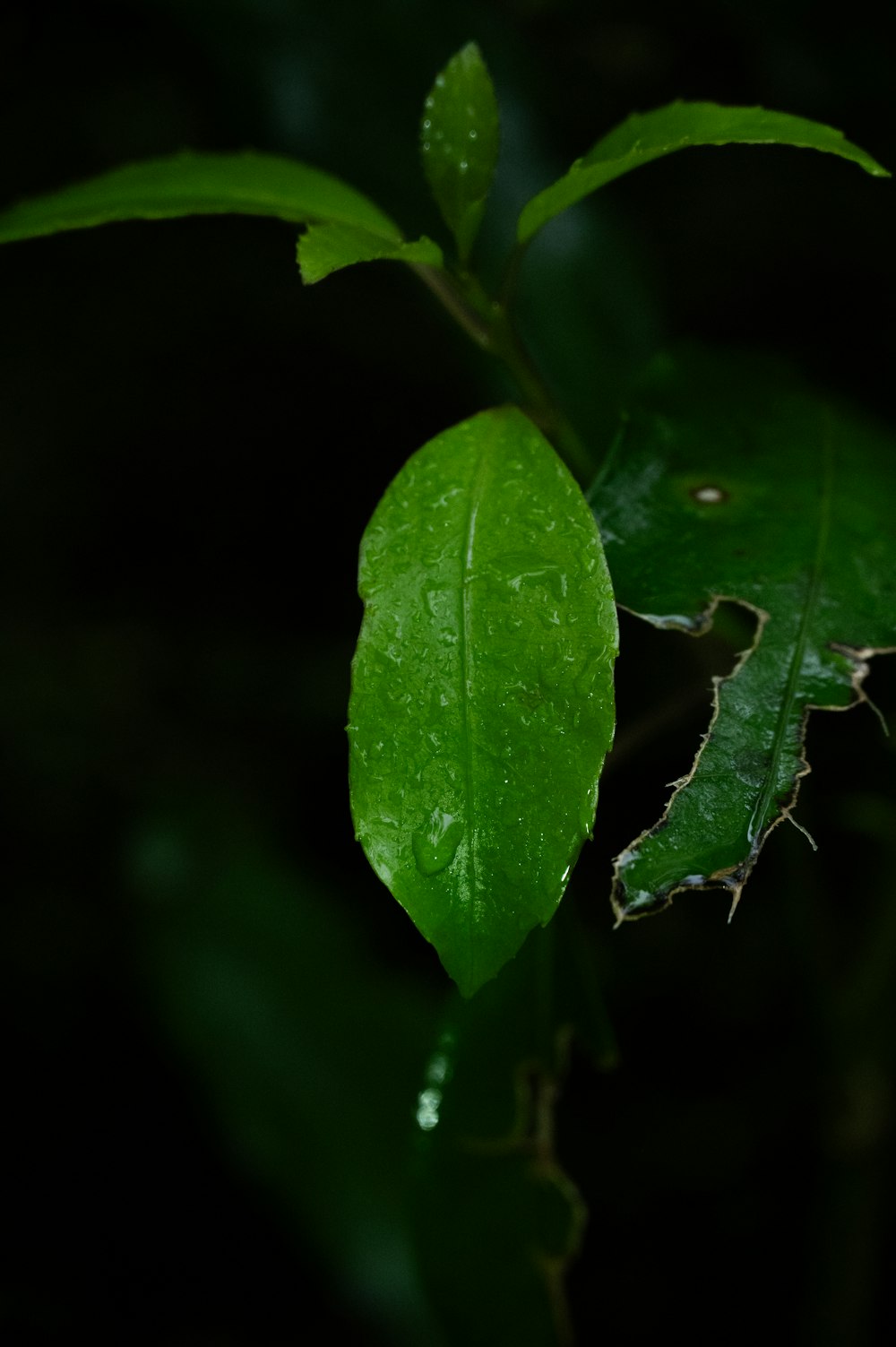 a green leaf with drops of water on it