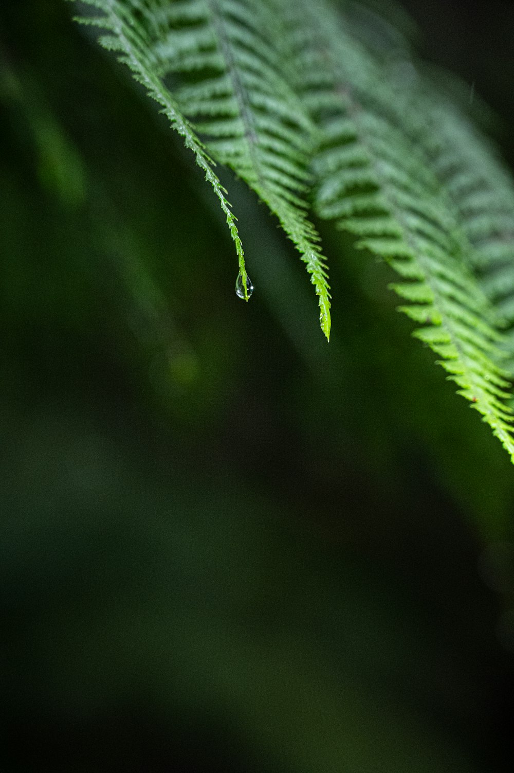 a close up of a green leaf with a blurry background