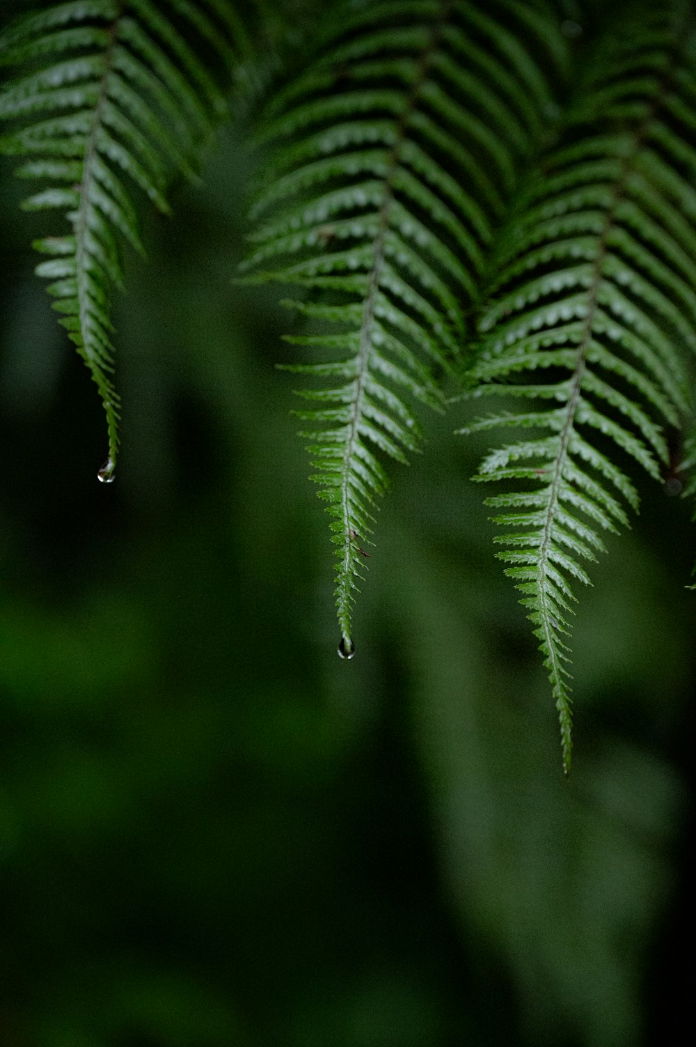 a close up of a leaf with drops of water on it