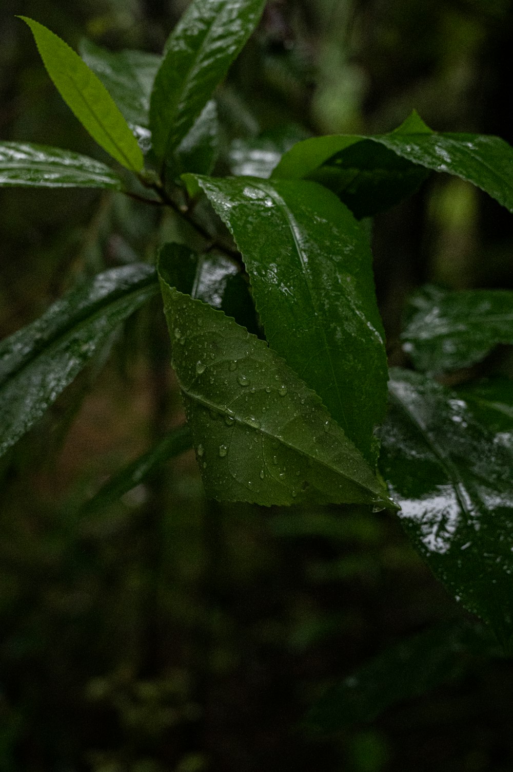 a green leaf with water drops on it