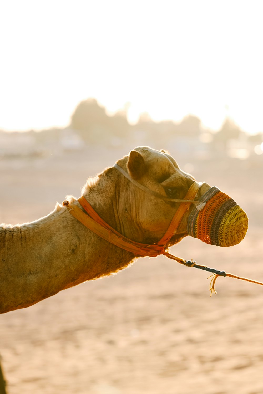 a close up of a camel on a beach