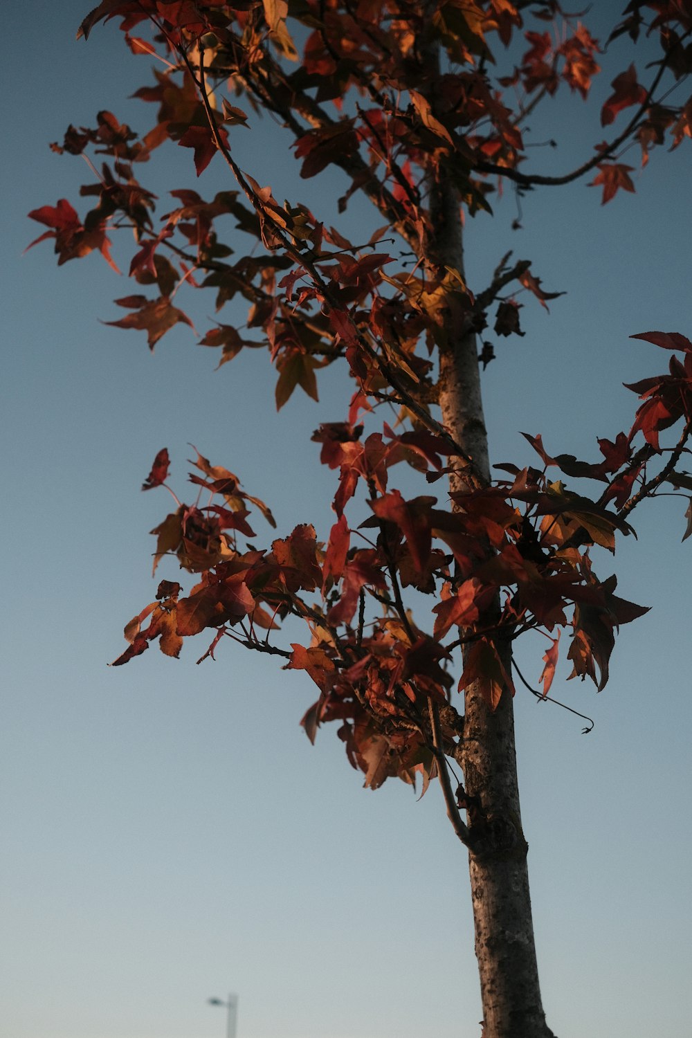 a tree with red leaves in the fall