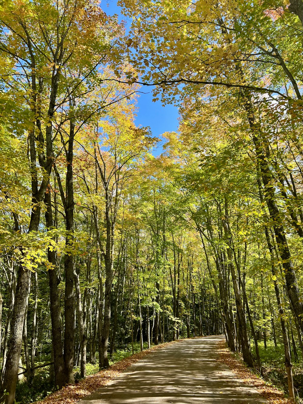 an empty road surrounded by trees and leaves