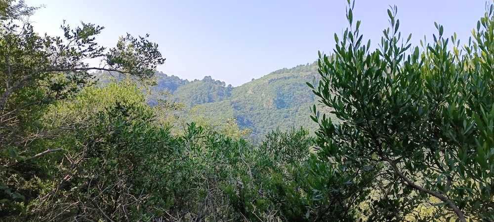 a view of a mountain range from a wooded area