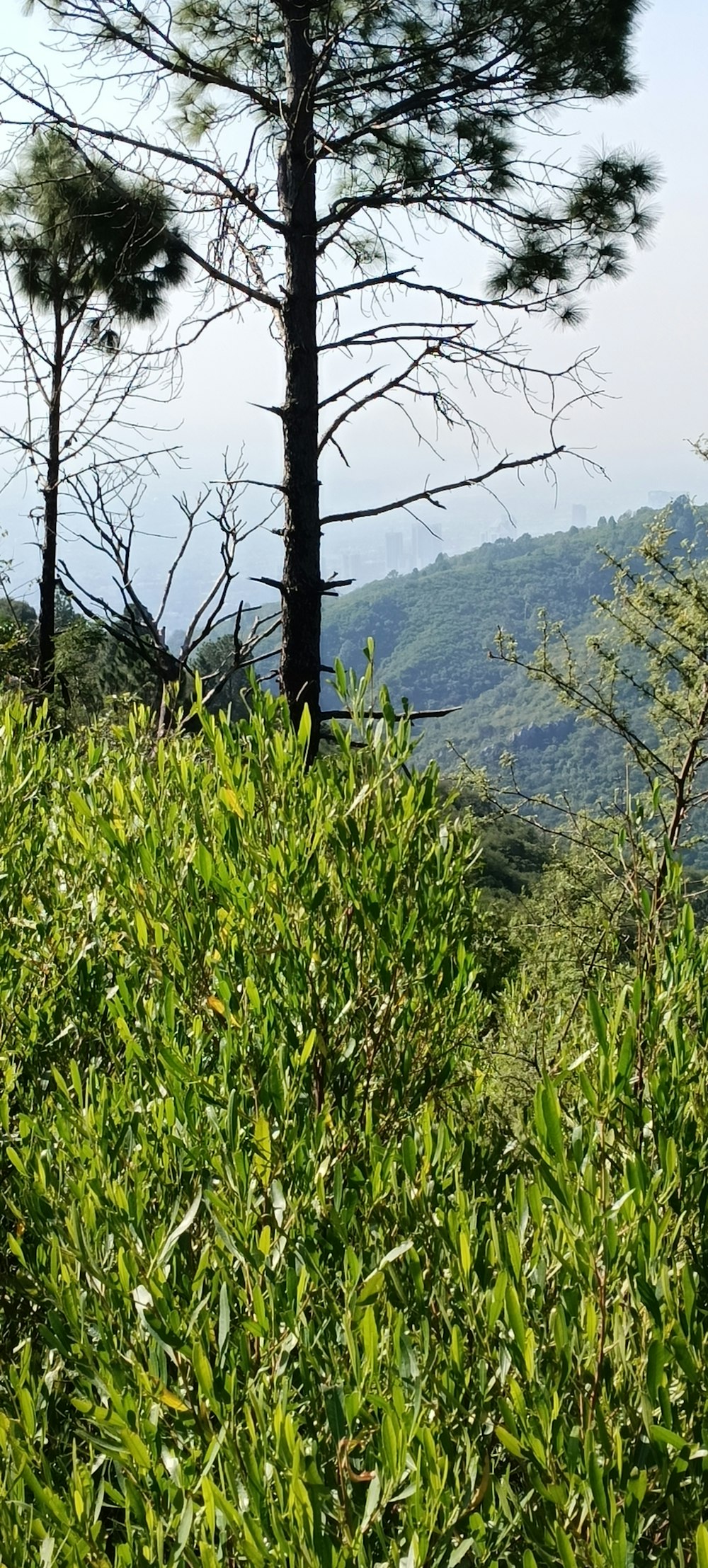 Una vista de una cadena montañosa con árboles en primer plano