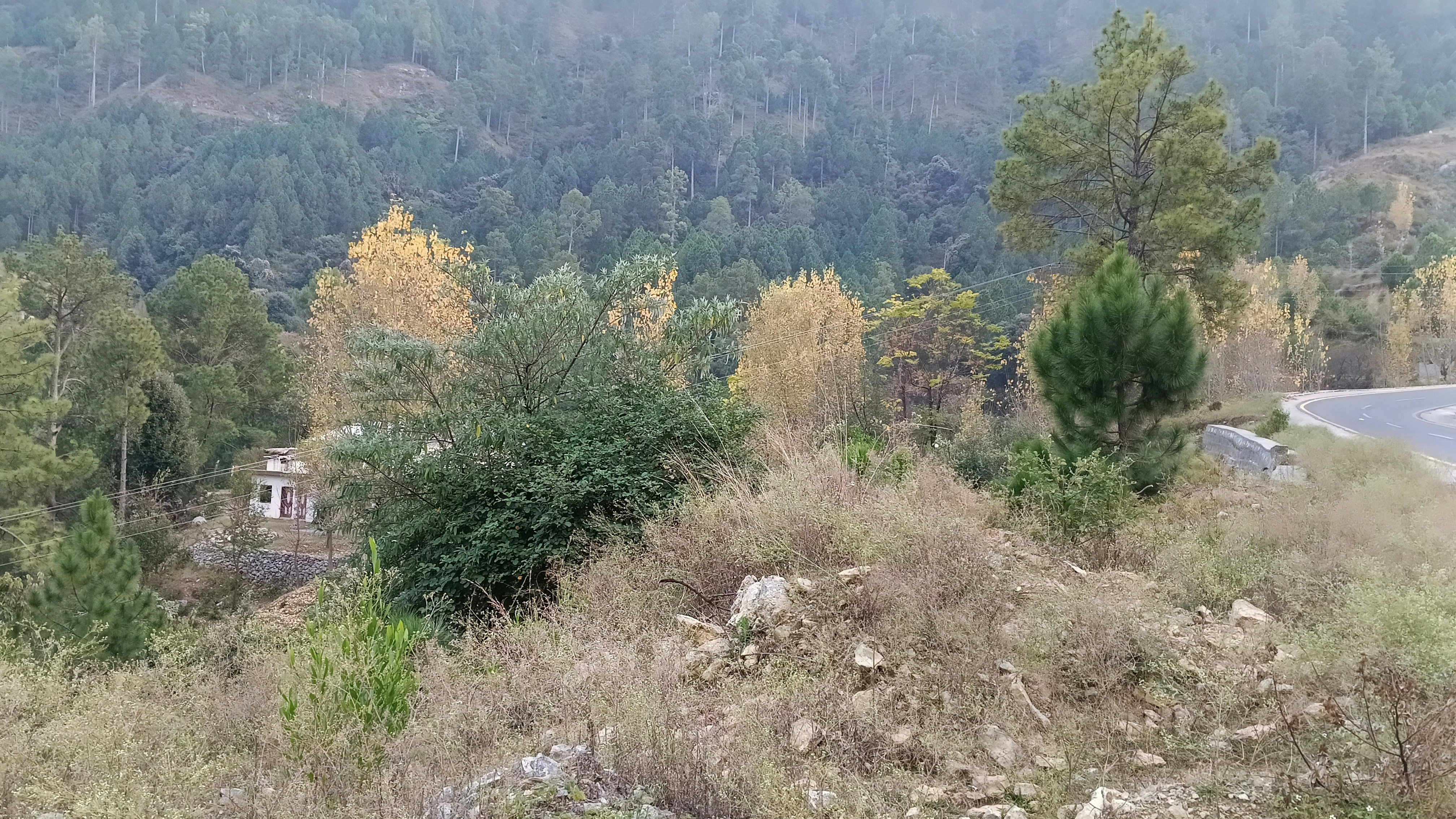 best colors of trees in hills views