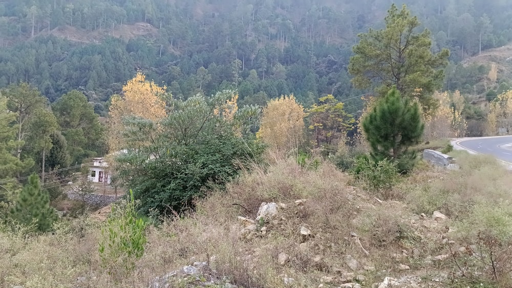 a view of a road in the middle of a forest