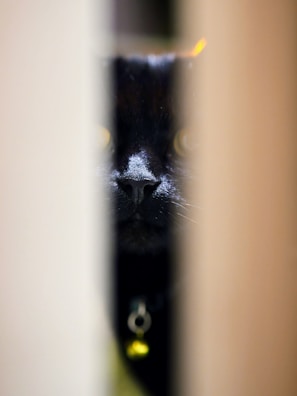 A sleek black cat wearing a delicate silver necklace with a tiny sparkling pendant.