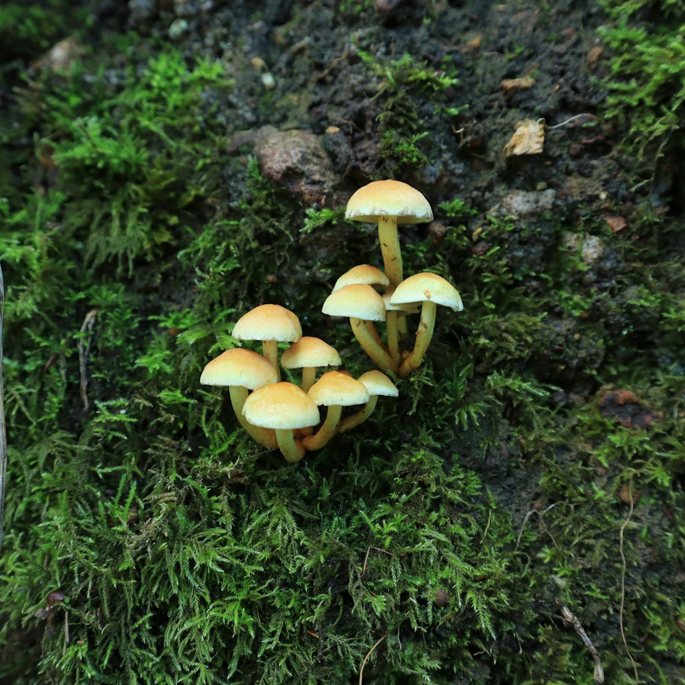 a group of mushrooms sitting on top of a moss covered tree