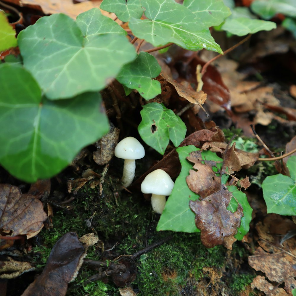 a small group of mushrooms growing on the ground