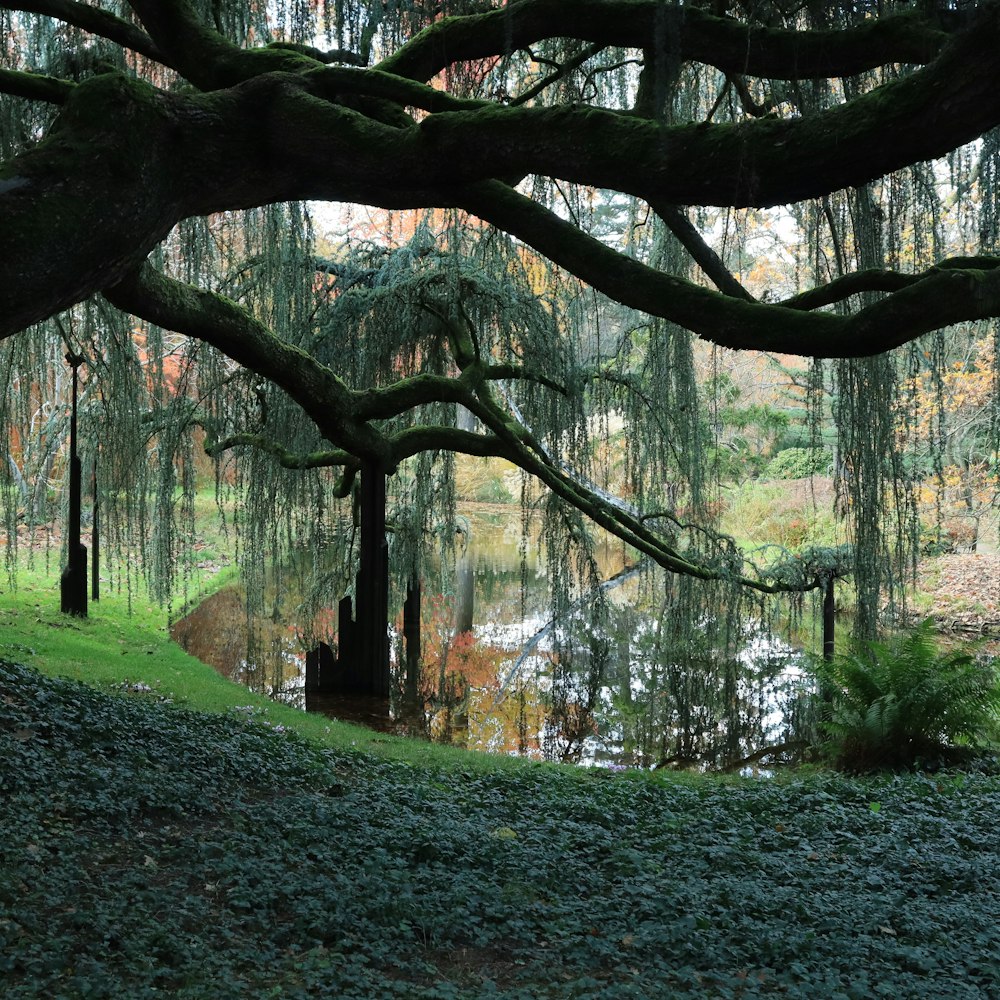 a bench under a tree next to a body of water