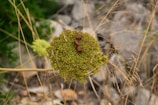 A cluster of small, reddish-orange bugs with black stripes is perched on a green plant head, likely a wild carrot or similar. The plant is surrounded by dry grass and blurred natural background.