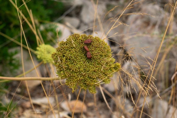 A cluster of small, reddish-orange bugs with black stripes is perched on a green plant head, likely a wild carrot or similar. The plant is surrounded by dry grass and blurred natural background.