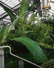 A lush greenhouse interior filled with large tropical plants and foliage. The space features a metal railing and overhead piping contrasted by the abundance of green leaves, creating a vibrant and dense jungle-like atmosphere.