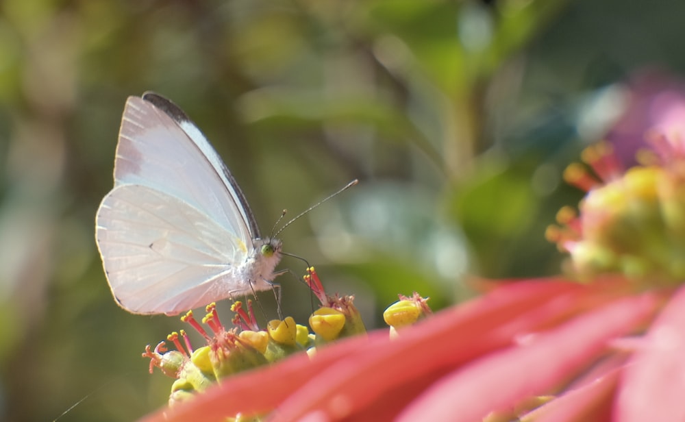 a white butterfly sitting on top of a pink flower