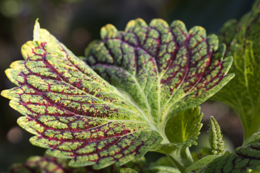 a close up of a green and red leaf