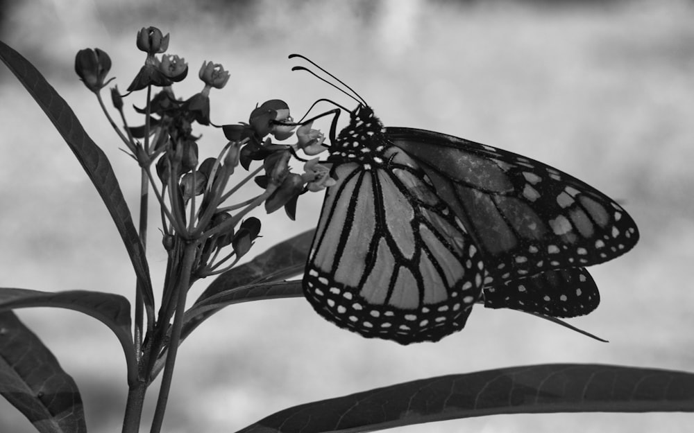 a black and white photo of two butterflies on a plant