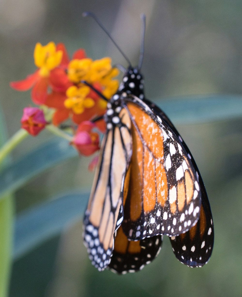 a close up of a butterfly on a flower