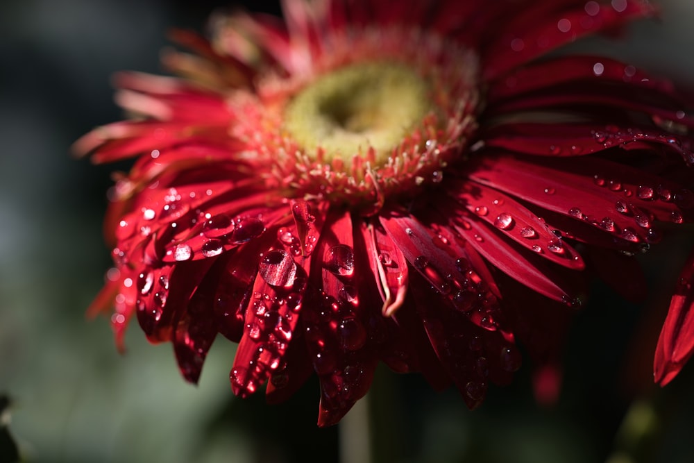 a red flower with water droplets on it