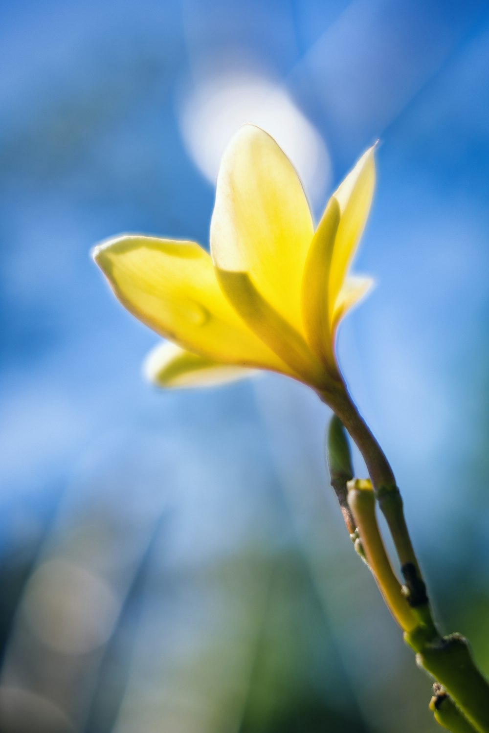 a yellow flower with a blue sky in the background