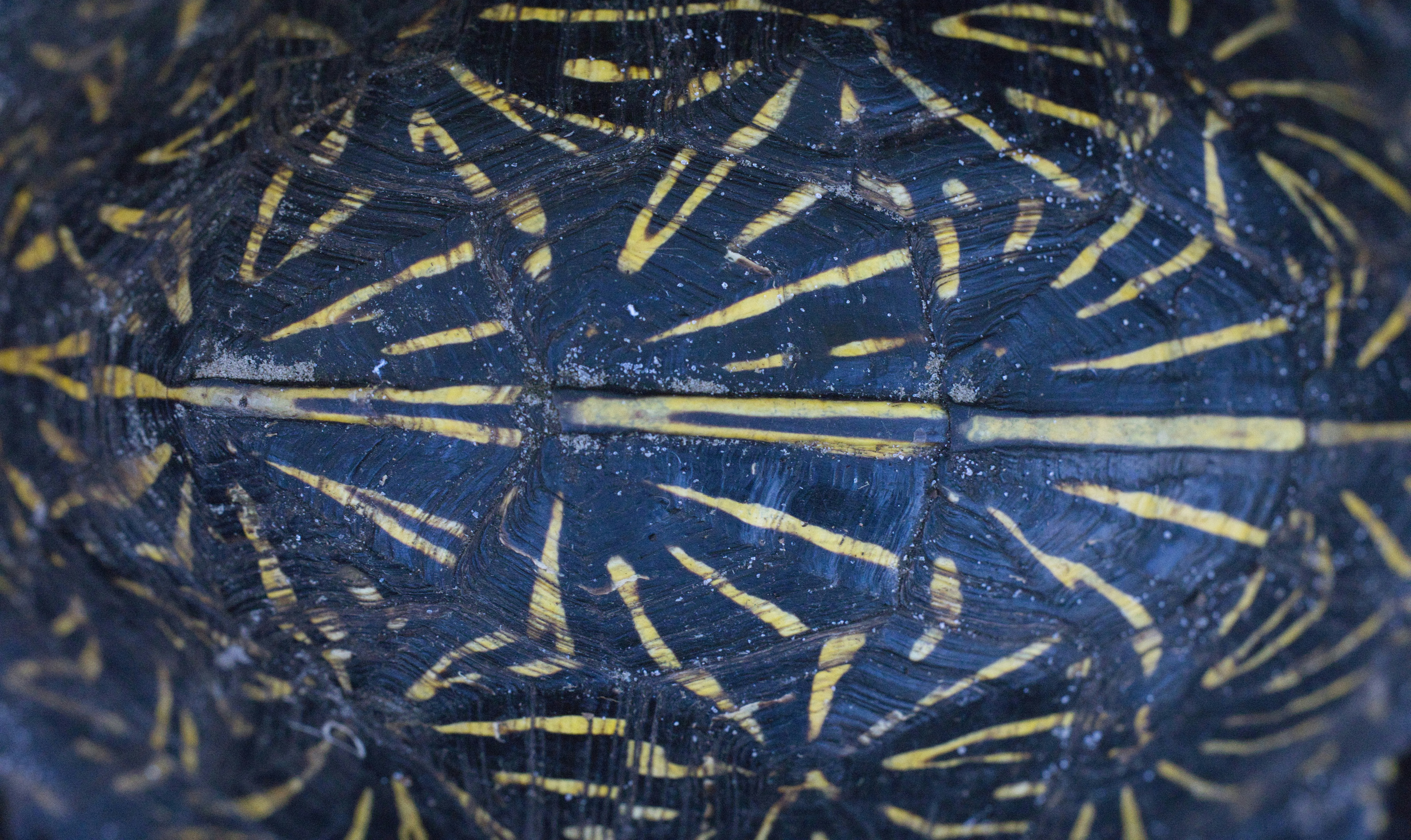 Photo by thephotochad