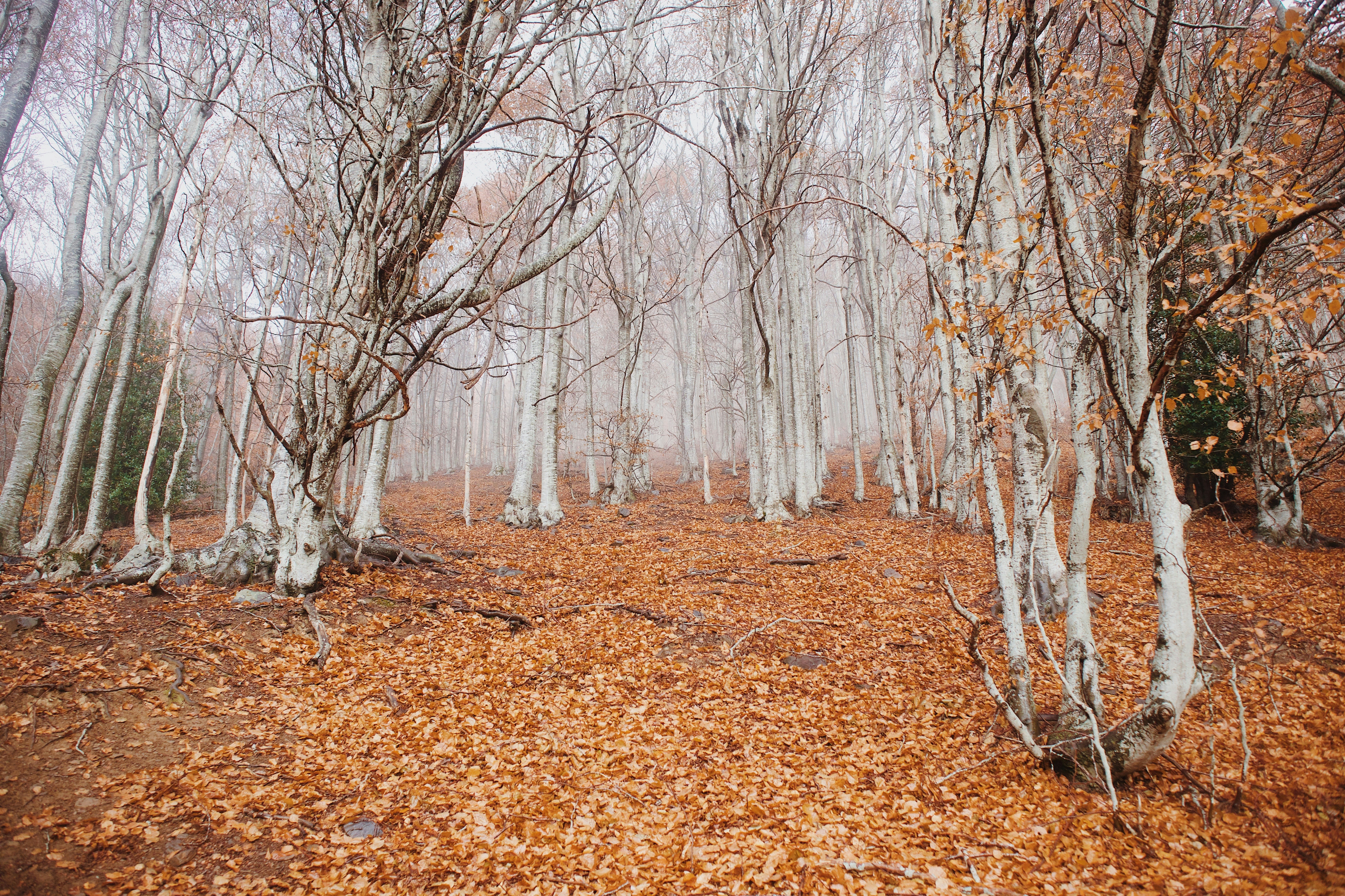 Photo by davidolivatortajada