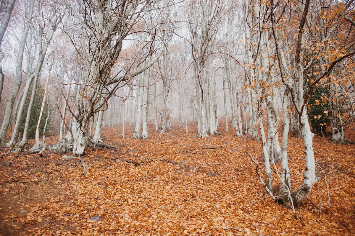 Bosque de hayas en otoño con el suelo cubierto de hojas