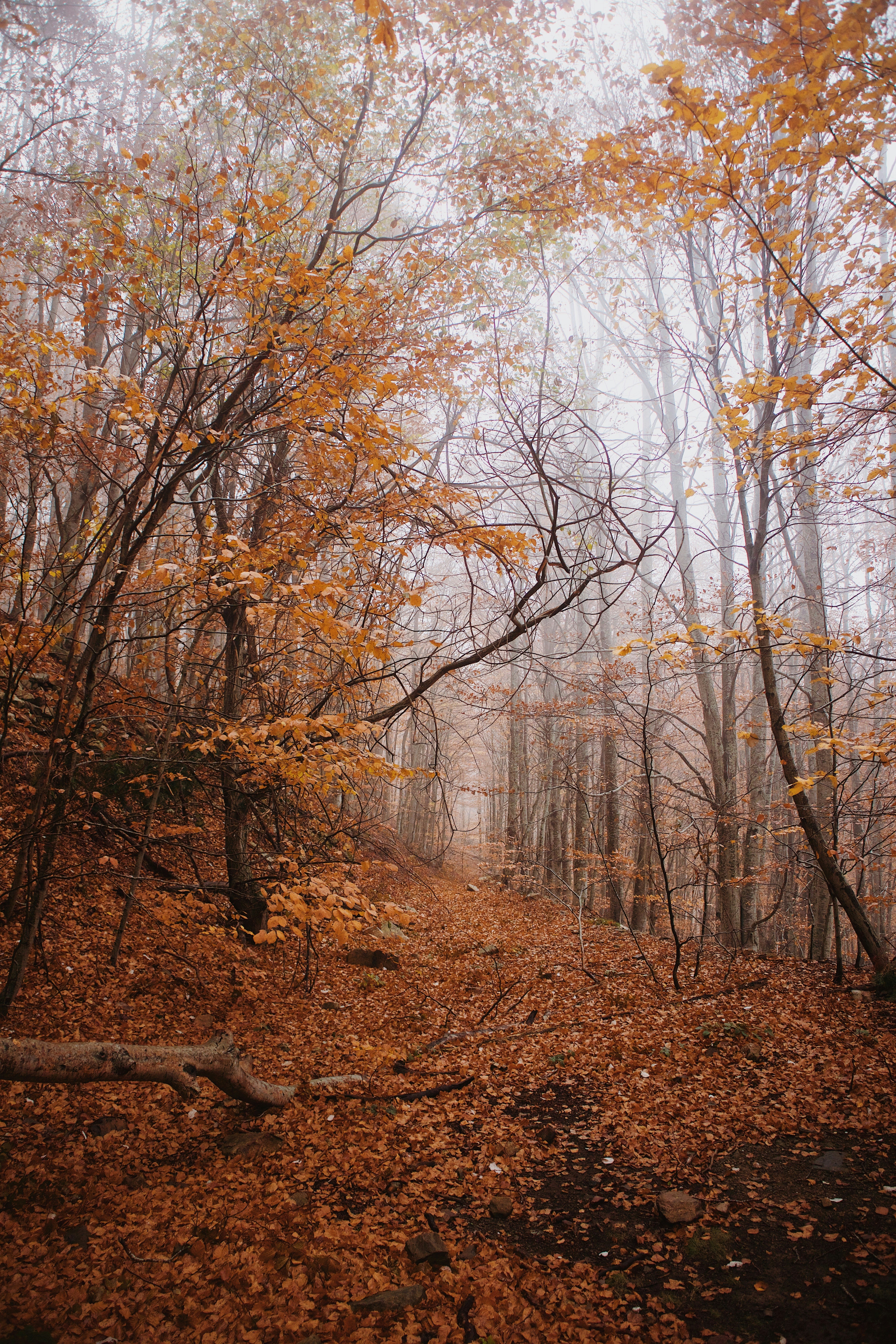 Photo by davidolivatortajada