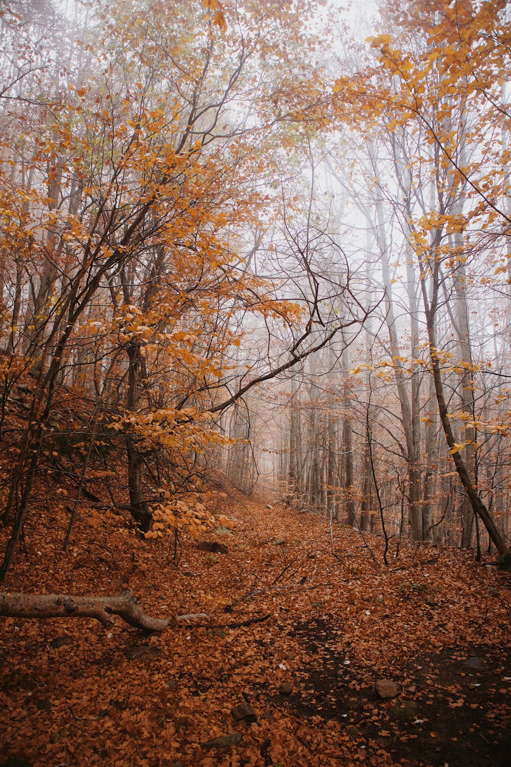 ein Waldweg mit vielen Blättern auf dem Boden