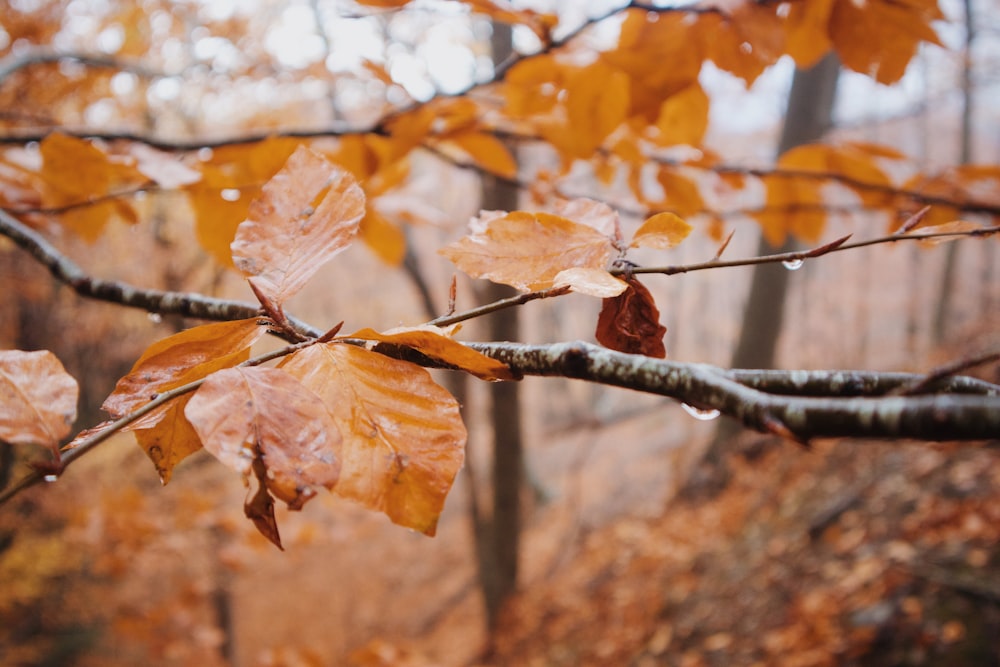 a tree branch with some leaves on it