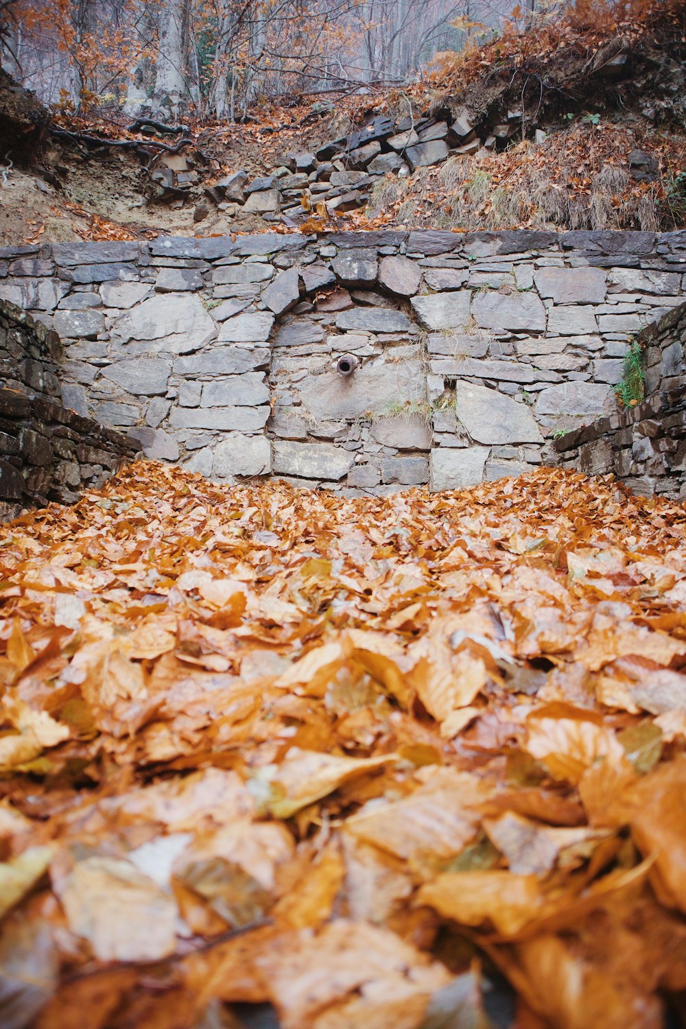 a stone wall surrounded by leaves in a forest