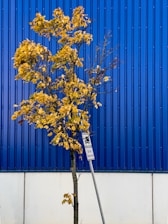 a tree with yellow leaves in front of a blue wall
