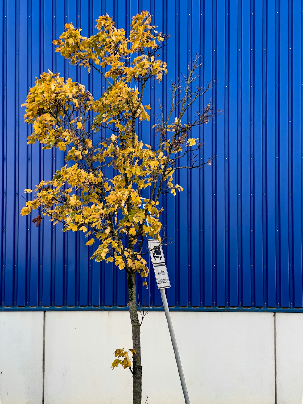 a tree with yellow leaves in front of a blue wall